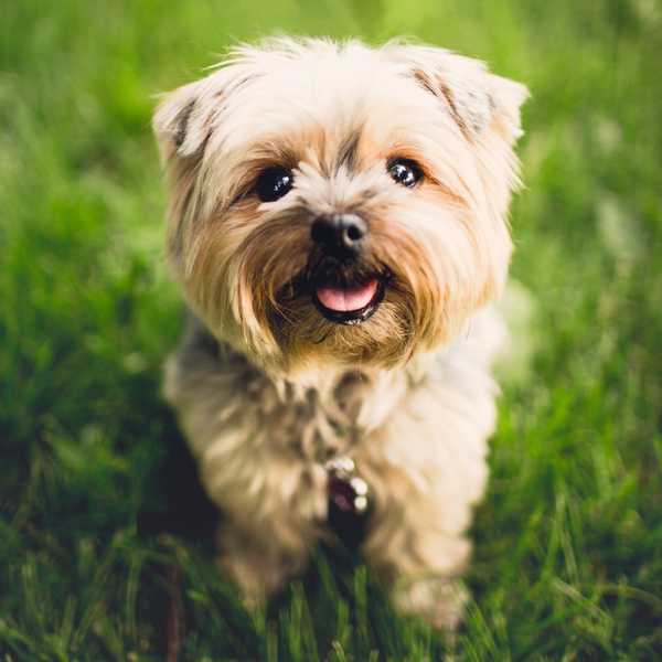 5 Cute Puppy Pictures To Help You Get Through The End Of The Semester