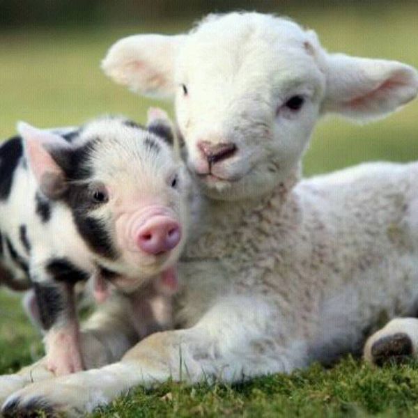 Yes, I'm Vegan: Ask Me Why