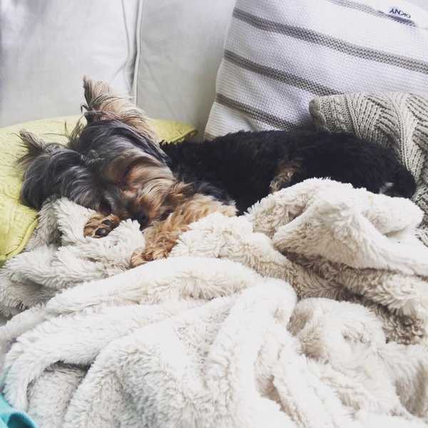 Why Dogs Are Better Than People