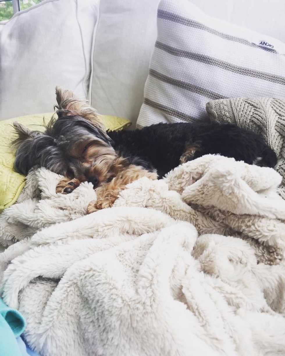 Why Dogs Are Better Than People
