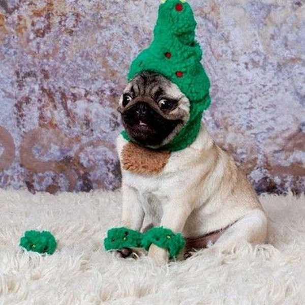 Finals Week as Explained Through a Series of Dogs in Christmas Outfits