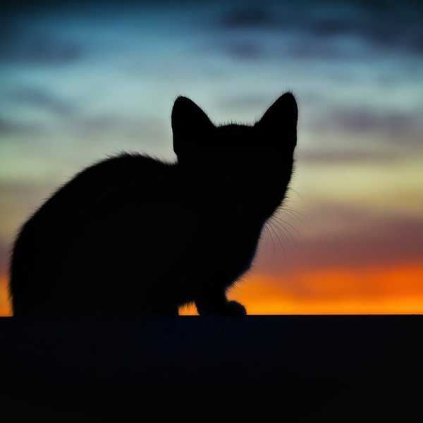 Losing A Cat 9 Lives Too Short