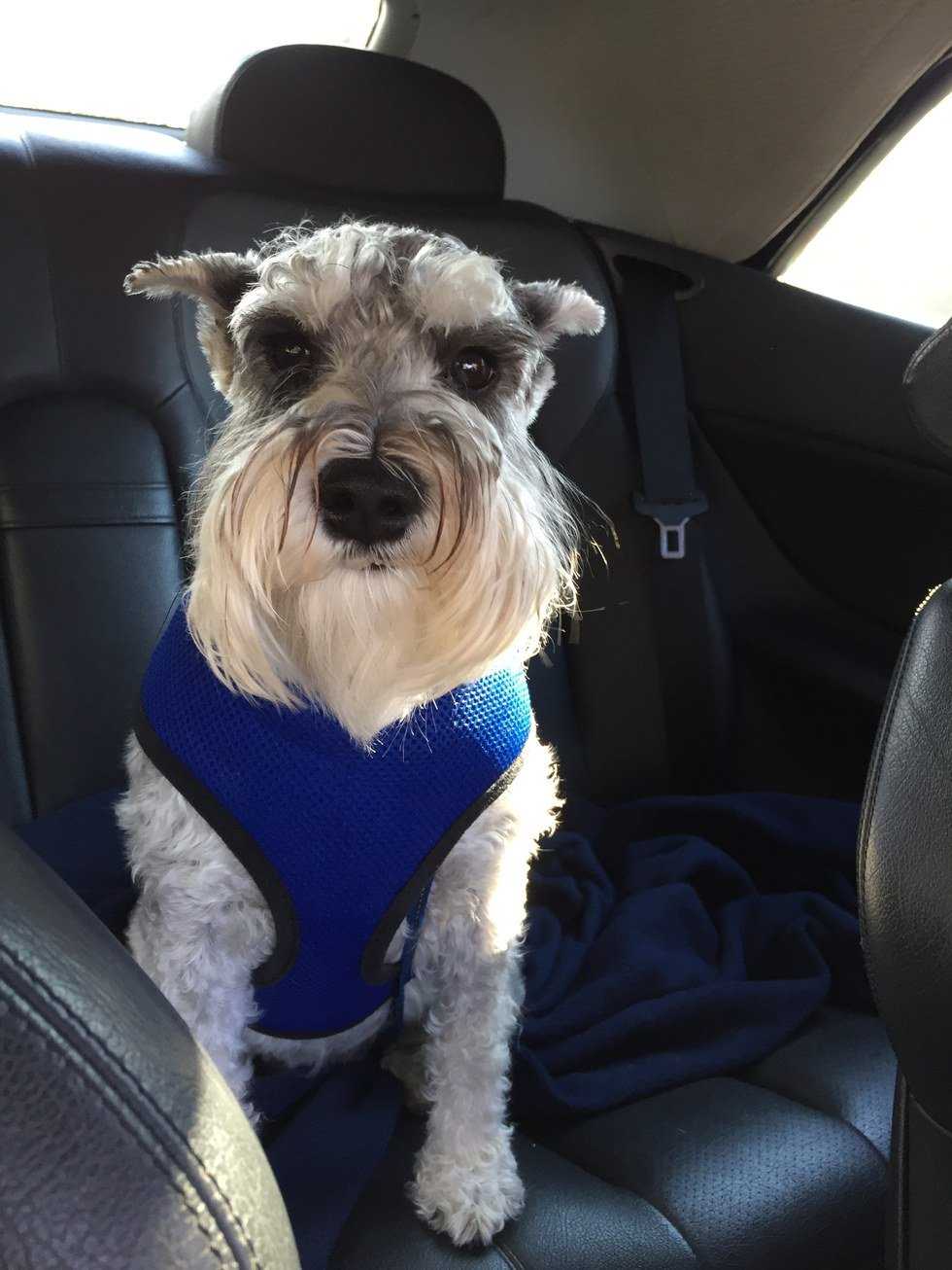 Why I Have Lost Respect For Veterinarians