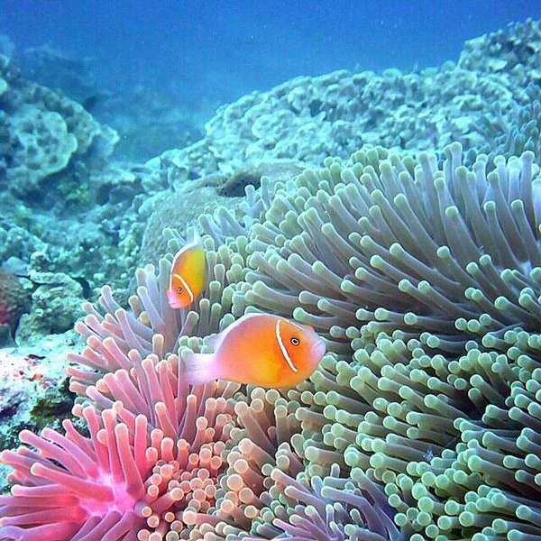 Fidel Castro's Death Might Impact The Ocean Ecoysystems In Cuba