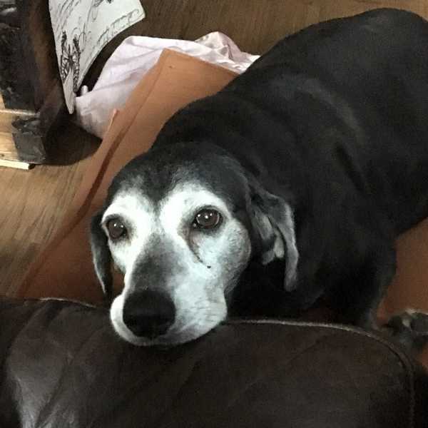 To My Dog
