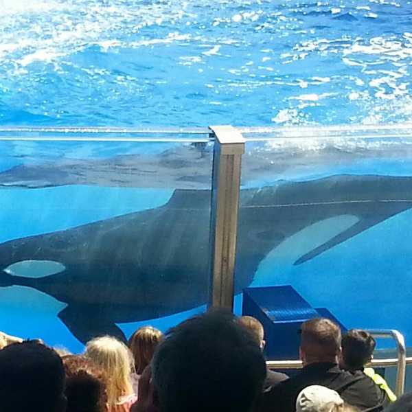 Killer Whales: Instinct Vs. Moral Law