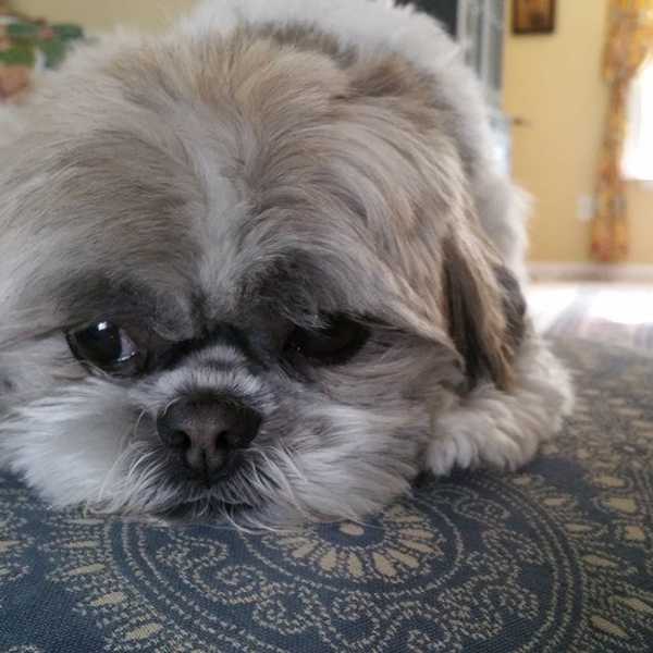 Thank You For Being My Dog