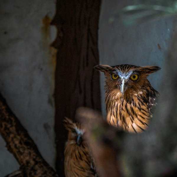 Review of "Fantastic Beasts and Where to Find Them"