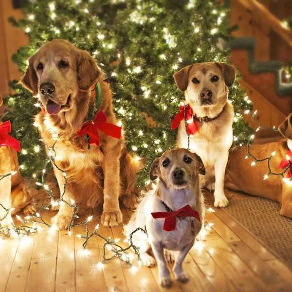 10 Phases Of The Holidays As Told By Dogs