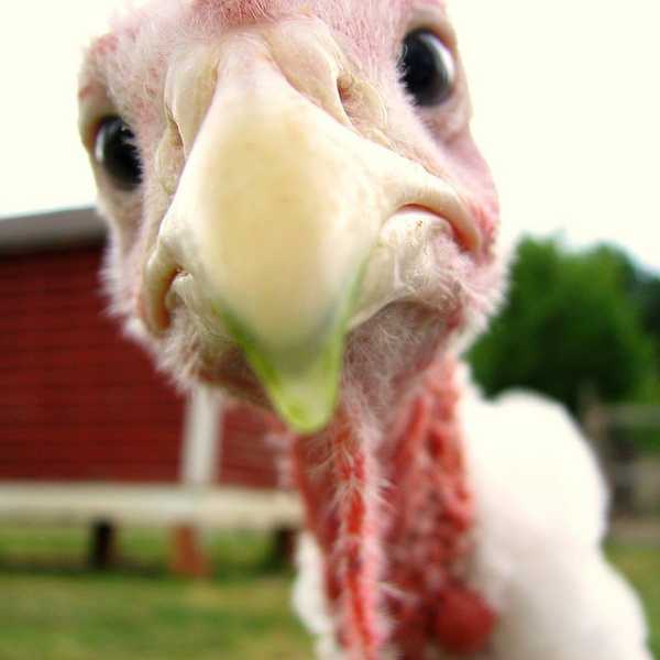 Thank God We Didn't Skip Thanksgiving