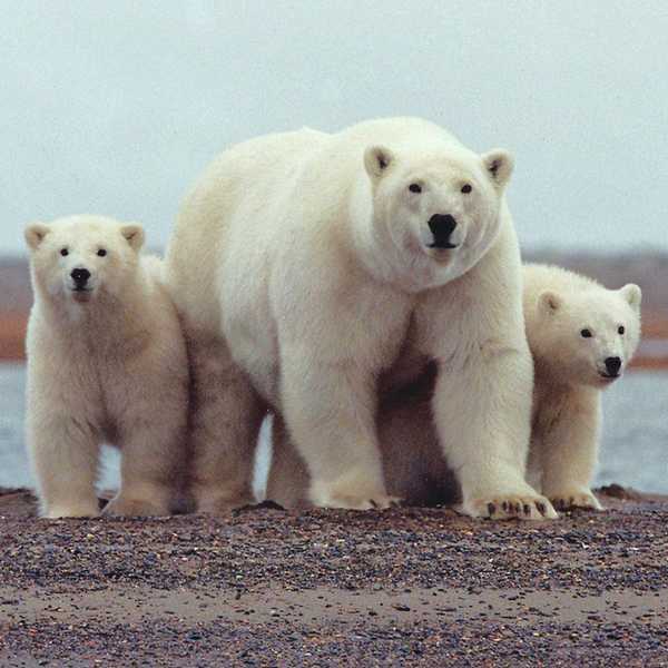 Why The Polar Bear And The Dog Aren't Cute