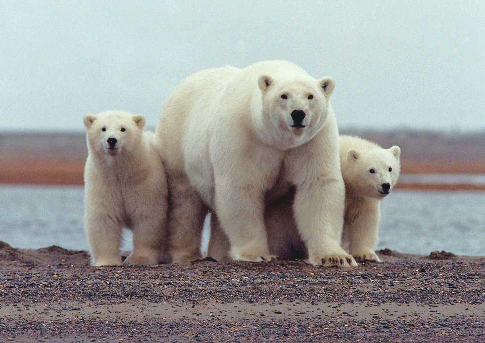 Why The Polar Bear And The Dog Aren't Cute