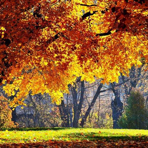 What I Am Thankful For This Past Thanksgiving
