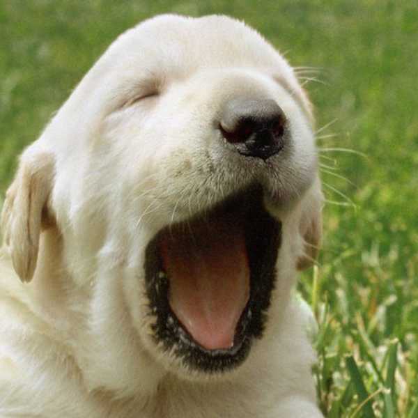 The Correlation Of Animals To Happiness