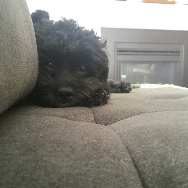 A Letter To My Dog