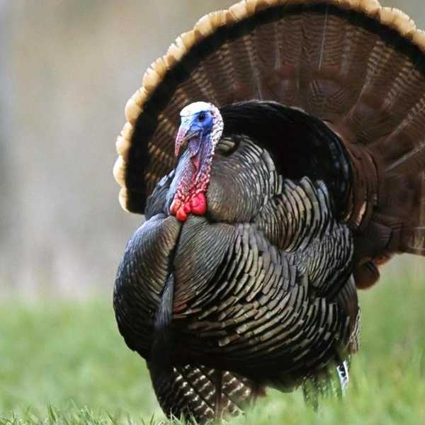A Thanksgiving Memory