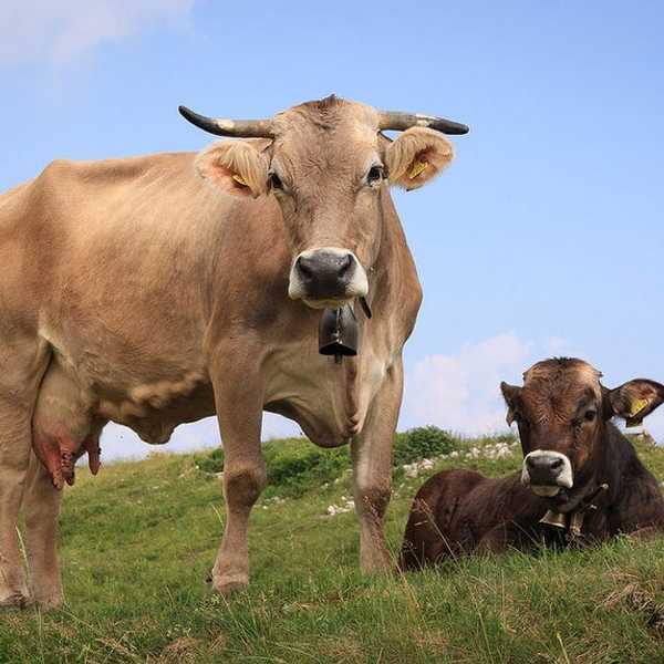 Is Veganism An Act Of Feminism?