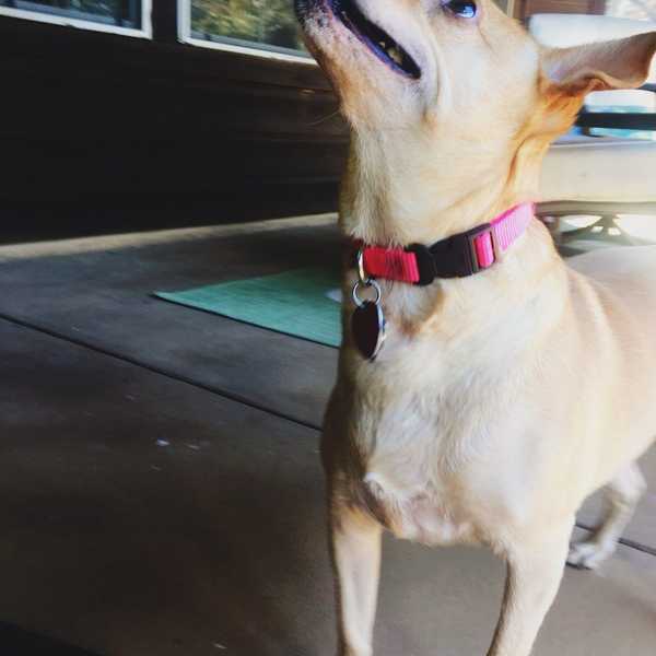 Diploma, Depression, And... Dogs