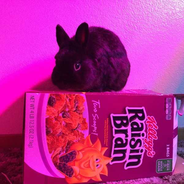 Why Bunnies Are Awesome