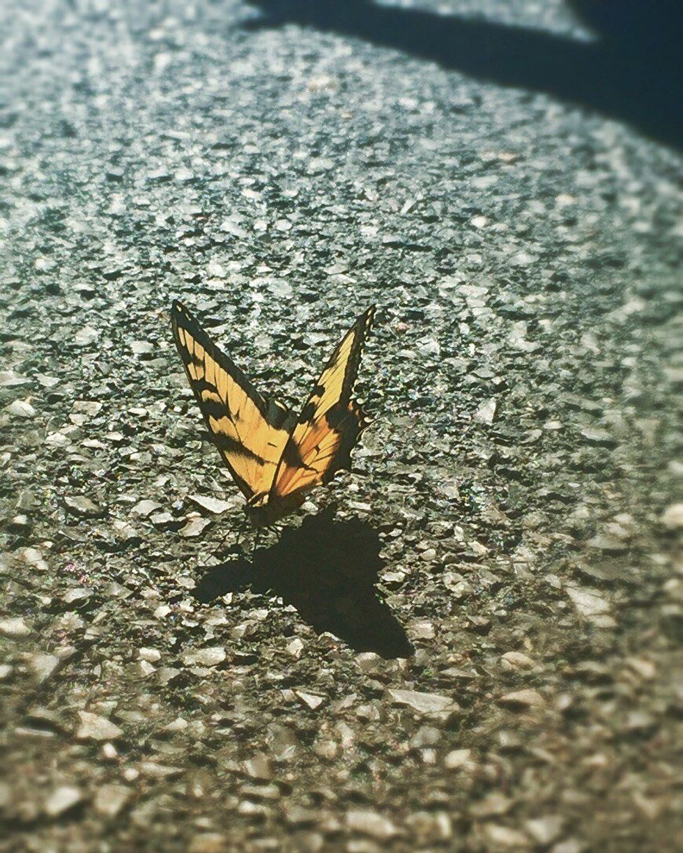 No Worries, She Will Be Found