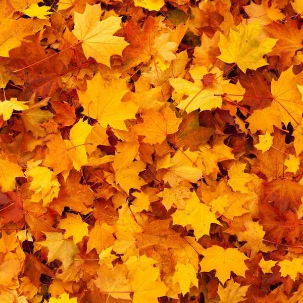 50 Things to be Thankful For