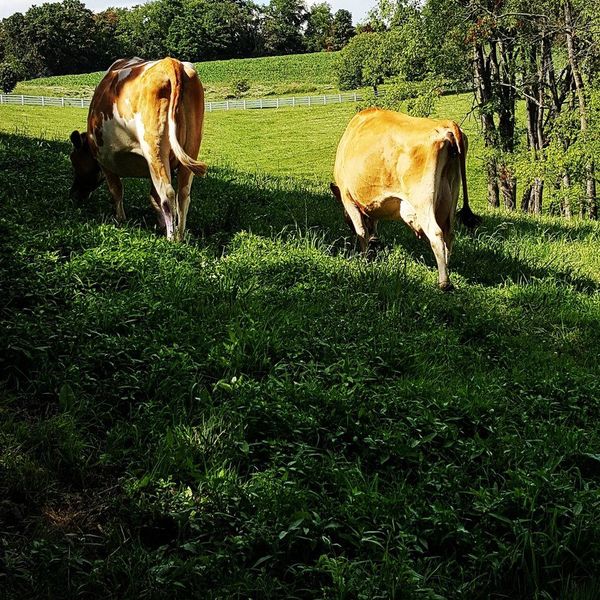 Excuses Will Not Save the World