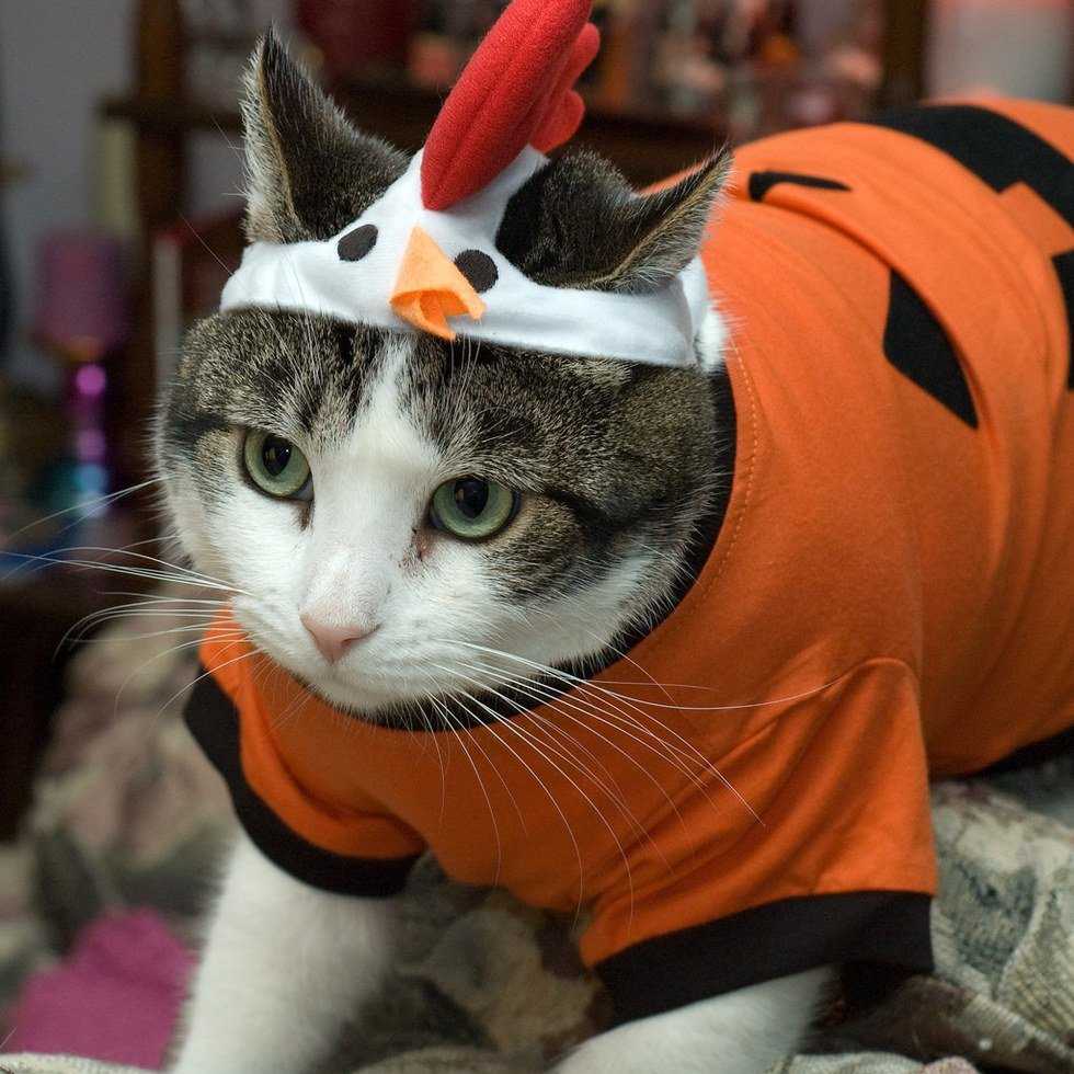 Thanksgiving Break As Told By Cats