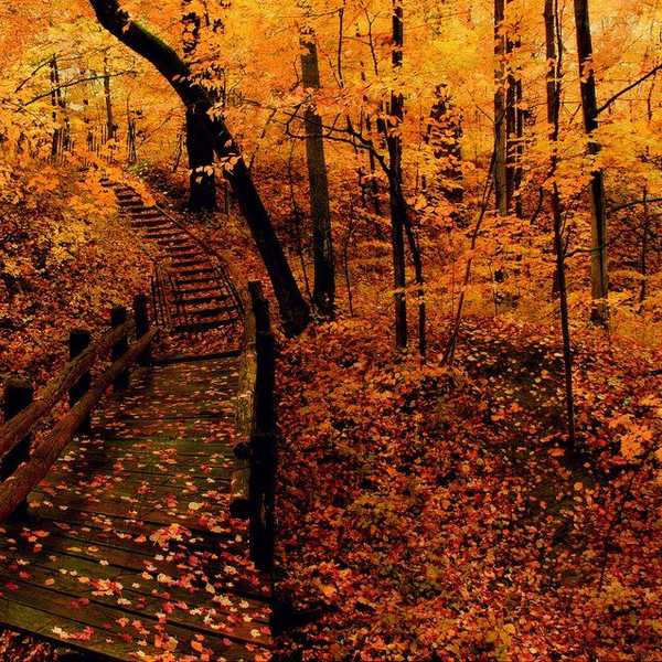How To Deal With Fall Sapping The Life Out Of You