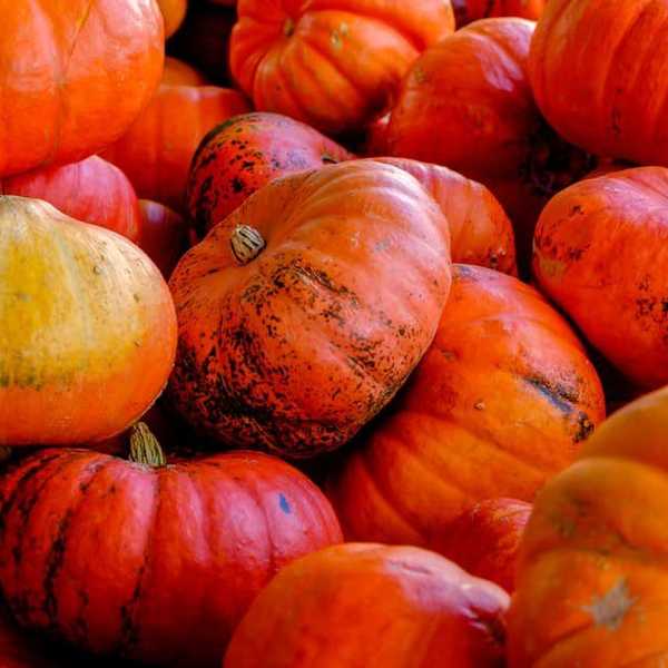 Thanksgiving As Described By Grey's Anatomy