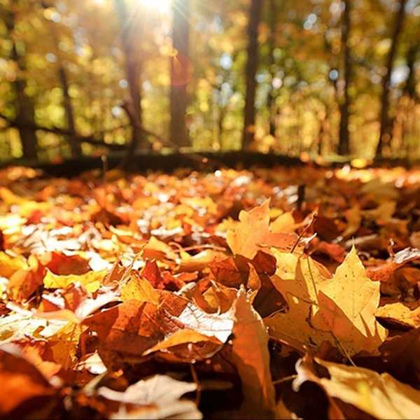 50 Things I'm Thankful For This Thanksgiving Break