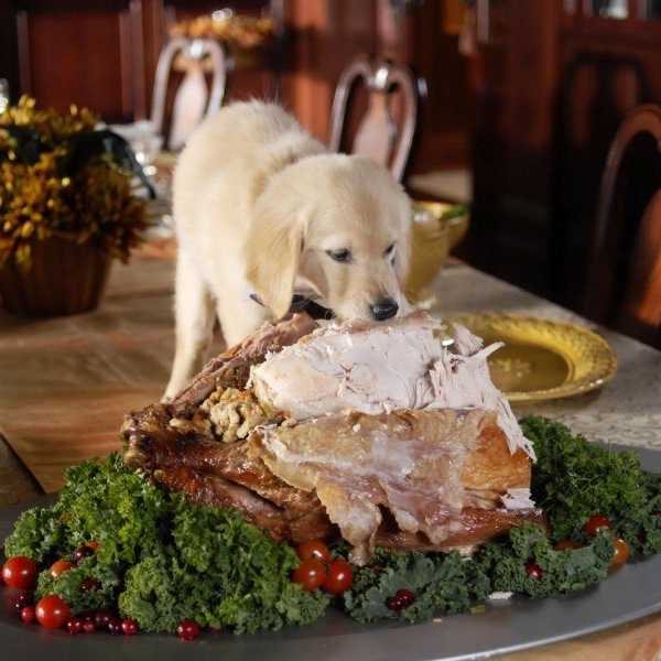 Thanksgiving Starter Pack