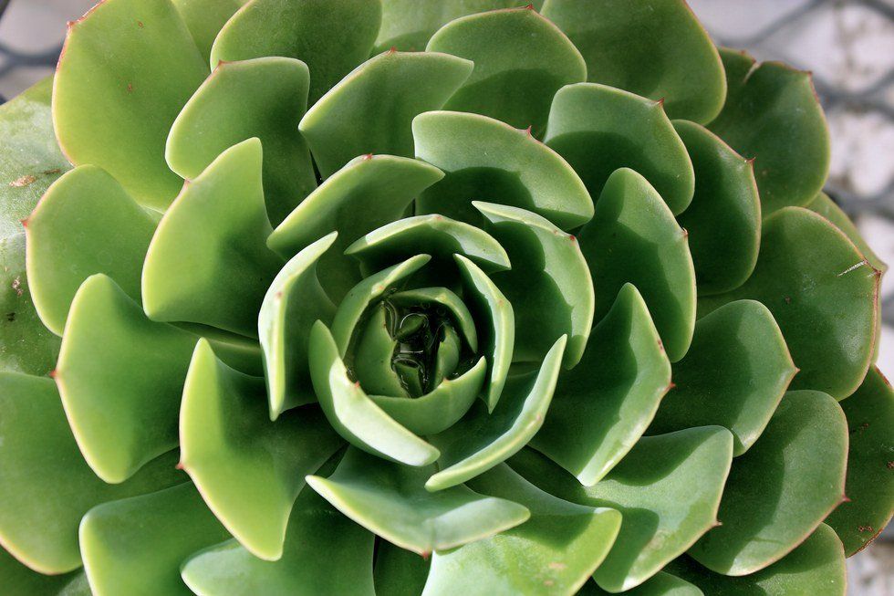 Plants, Pumpkins, Produce - Oh My!