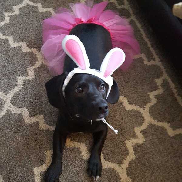 What It's Really Like Having a Dog in College