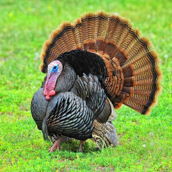 20 Turkey Facts Just in Time for Thanksgiving