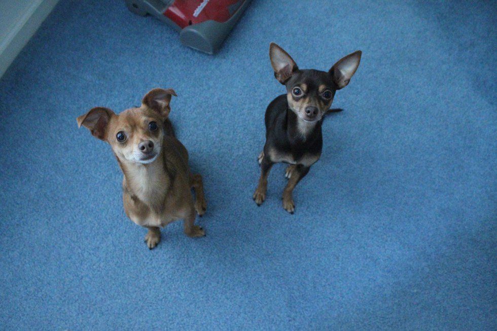 I Am A Proud Small Dog Owner