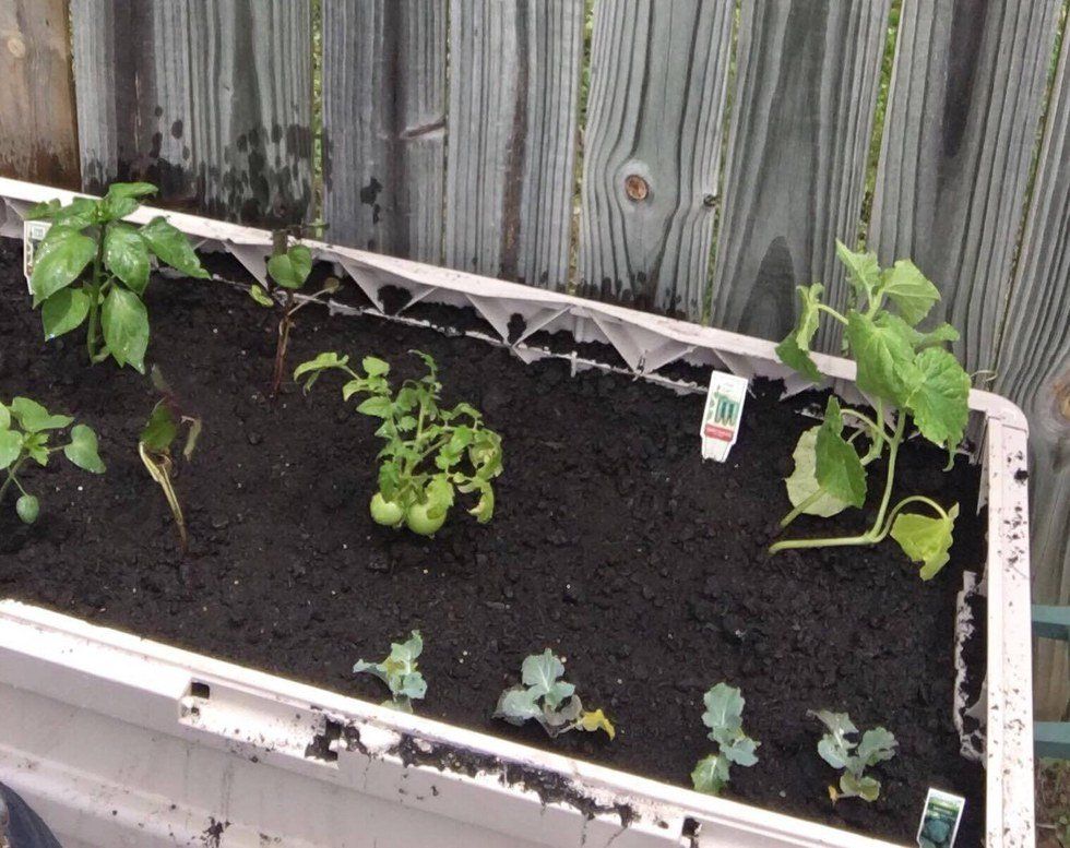 How To Grow It Yourself