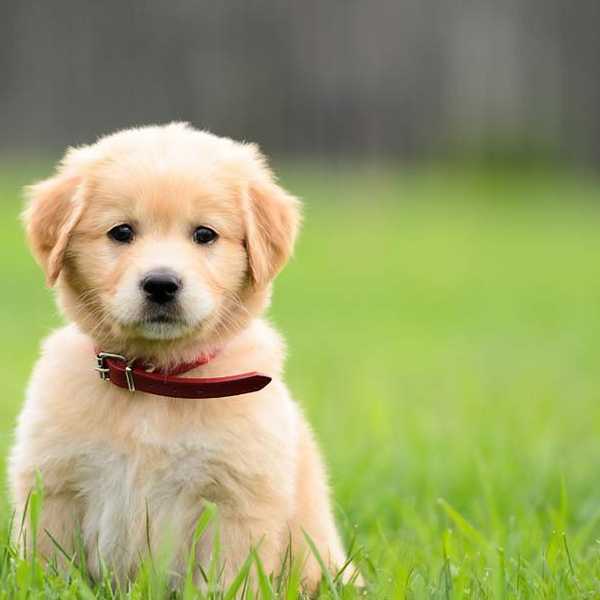 9 Reasons Why Dogs Are Too Pure For Us