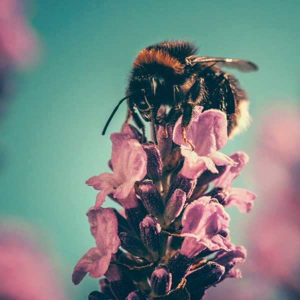 10 Reasons To Save The Bees