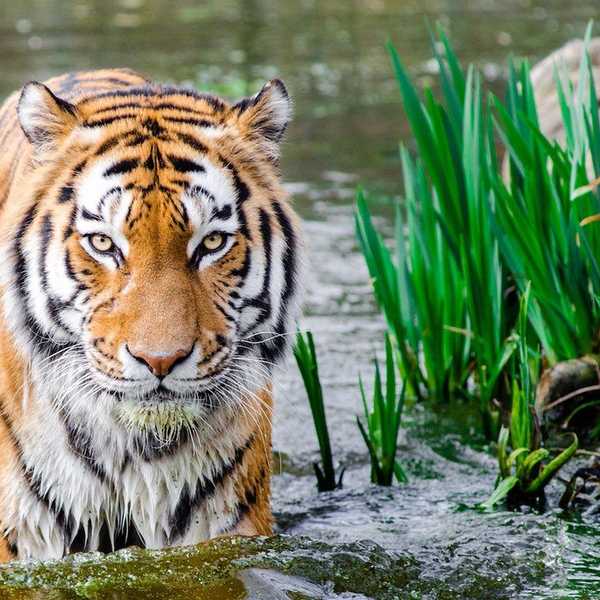 LSU Fans Have Ruined Baton Rouge