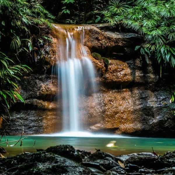 10 Incredible Creatures Of Brunei's Rainforest