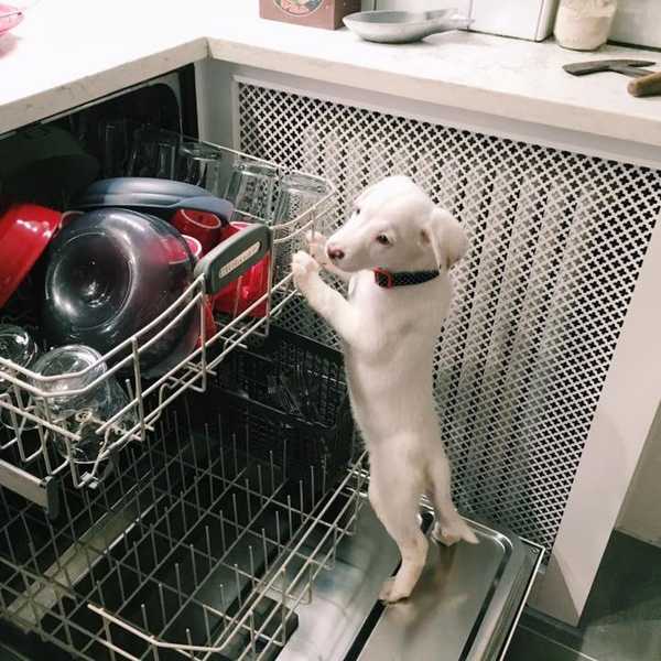 Husband And Wife Save The Lives Of 500+ Dogs From Euthanasia And Neglect