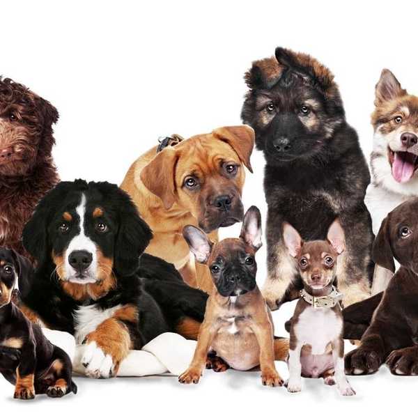 12 Puppies You Need In Your Life