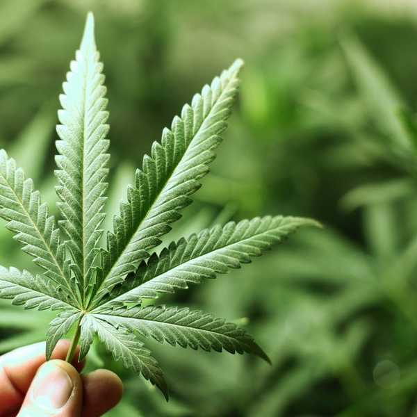 4 Applications Of Medical Marijuana You Never Knew Existed