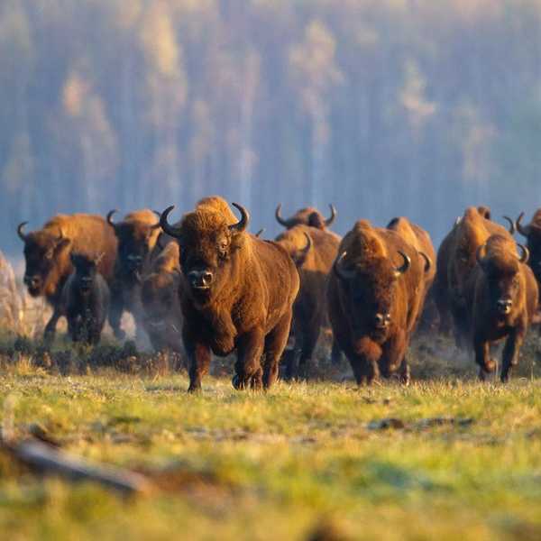 Shifting Baseline Theory: Exploring European Bison Conservation And Climate Change In South Africa