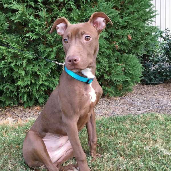 7 Reasons To Adopt A Shelter Dog