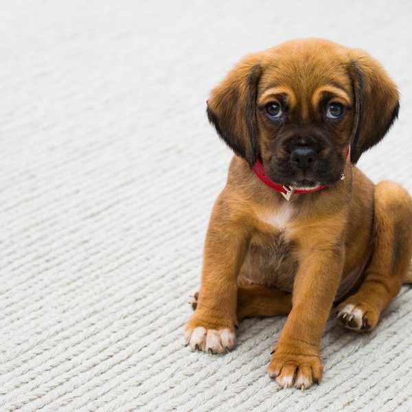 12 Baby Animal Pictures To Help Offset The Hate From The Election