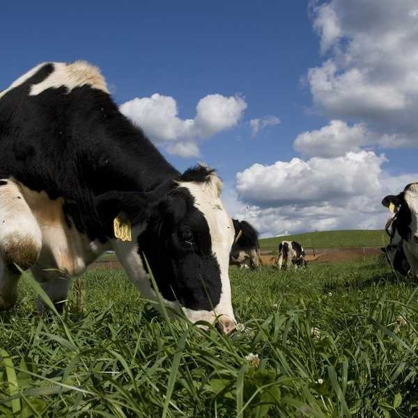 Why I'm a Vegetarian