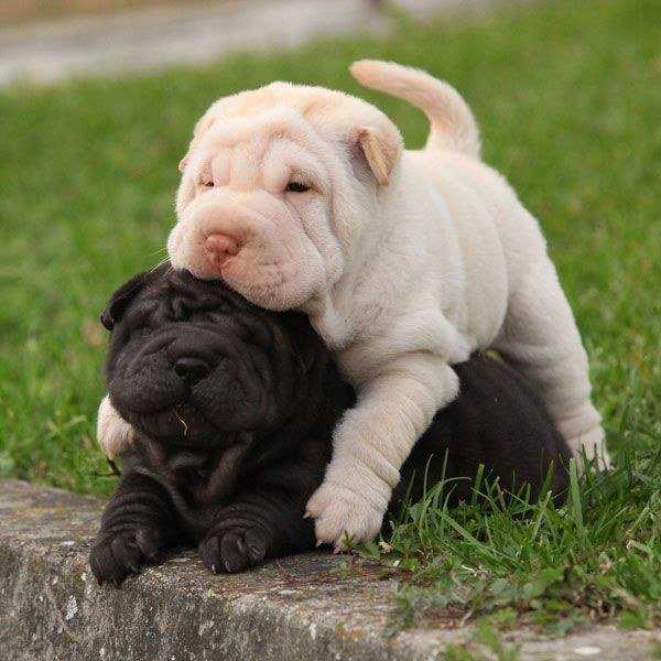 Why Can't We Be Friends?
