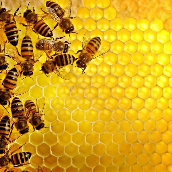 The Bees are Dying