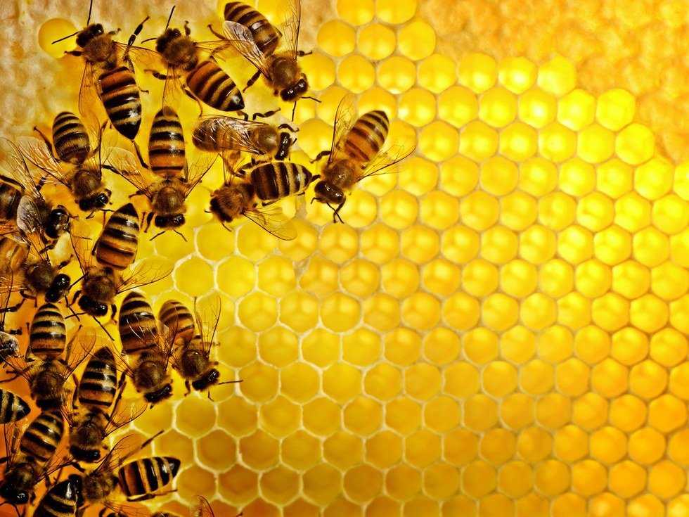 The Bees are Dying